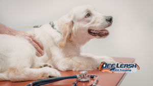 Veterinary Visits Training for Dogs: How to Stay Calm at the Vet