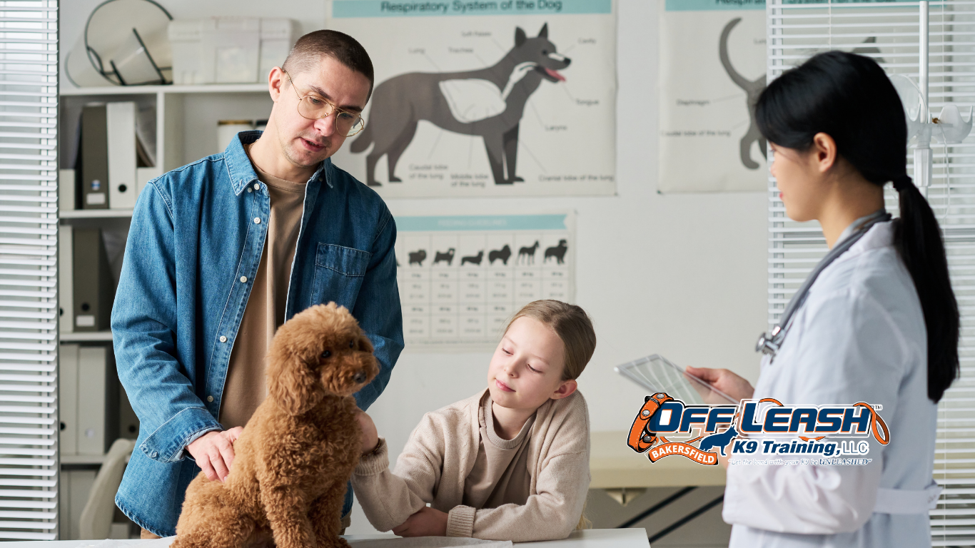 Veterinary Visits Training for Dogs: How to Stay Calm at the Vet