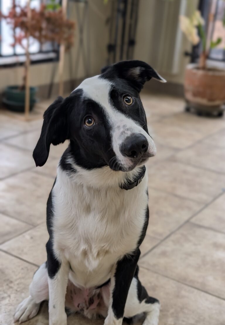 Buddy | Border Collie| Bakersfiel, CA