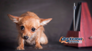 Fearful Dog: Professional Fearful Dog Trainer in Bakersfield