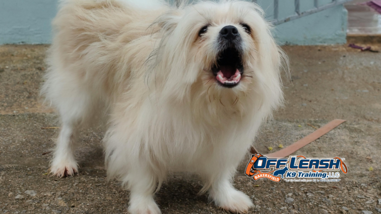 Fearful Dog: Professional Fearful Dog Trainer in Bakersfield