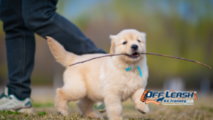 Won’t Come When Called Dog Training Help