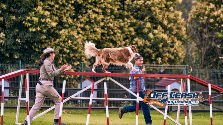 Won’t Come When Called Dog Training Help