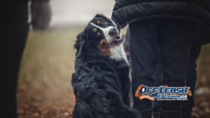Best Dog Trainer Bakersfield, CA | Professional Dog Training Results