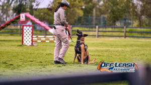 Best Dog Trainer Bakersfield, CA | Professional Dog Training Results