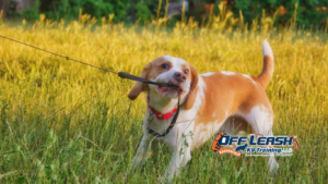 Stubborn Dogs Explained: Why Dogs Seem Stubborn