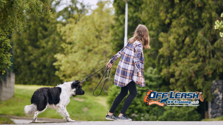 Stubborn Dogs Explained: Why Dogs Seem Stubborn