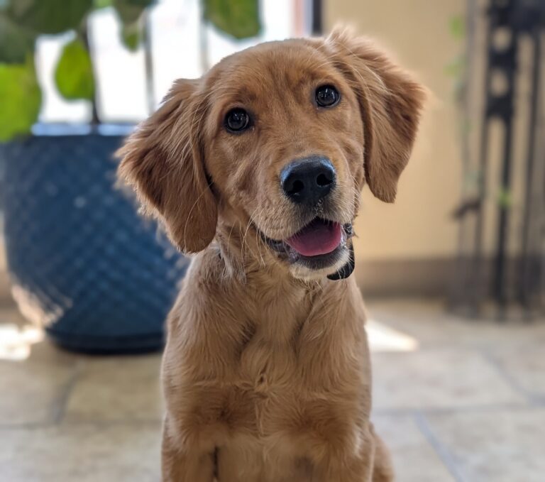 Delilah | Golden Retriever | San Fernando Valley