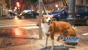 Dogs Act Bad in Public: Why Dogs Act Bad in Public