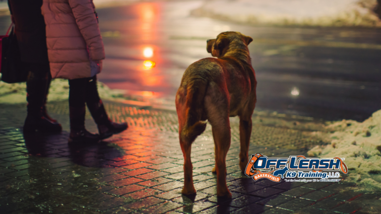 Dogs Act Bad in Public: Why Dogs Act Bad in Public