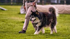 Dogs Misbehave After Walks? Here’s Why It Happens