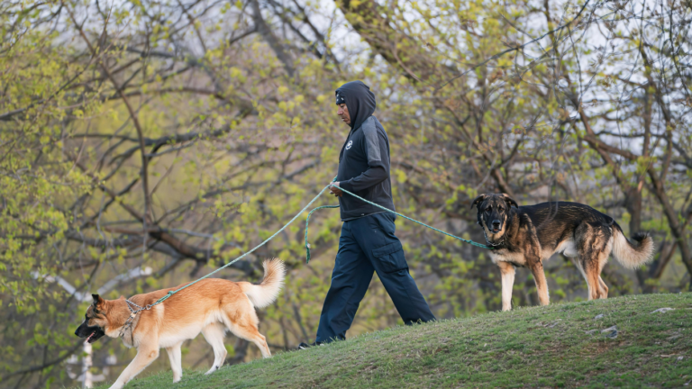 Dogs Misbehave After Walks? Here’s Why It Happens