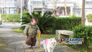 Hidden Reason Dogs Pull on Leash: What Most Owners Miss