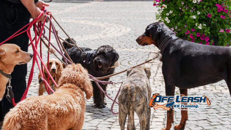 Hidden Reason Dogs Pull on Leash: What Most Owners Miss