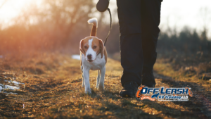 Dog Owners: What Most Dog Owners Get Wrong About Obedience