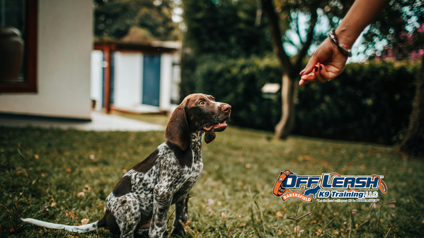 Dog Owners: What Most Dog Owners Get Wrong About Obedience