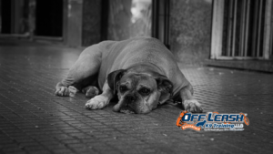 Emotional Self-Control in Dogs and Why It Matters
