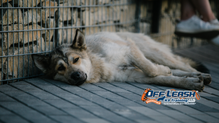 Emotional Self-Control in Dogs and Why It Matters