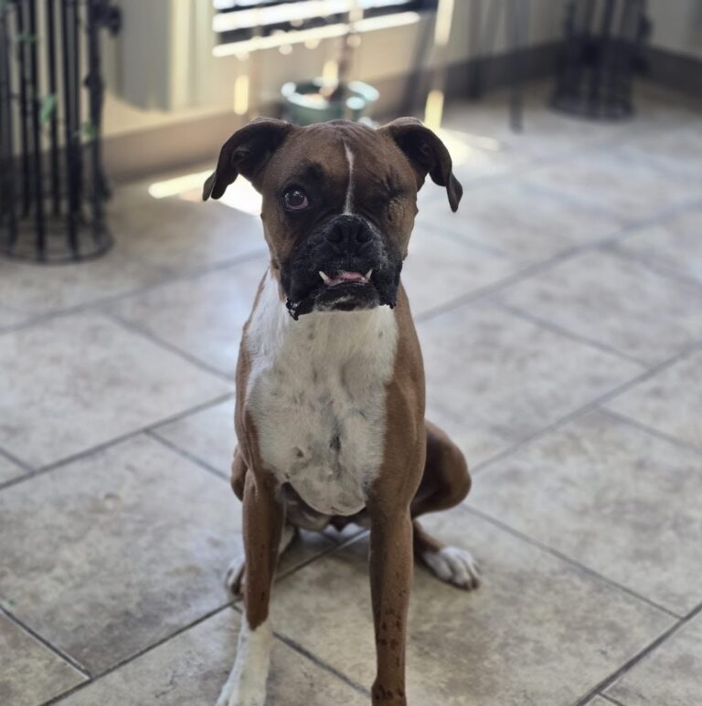 Sunshine | Boxer | Bakersfield, CA