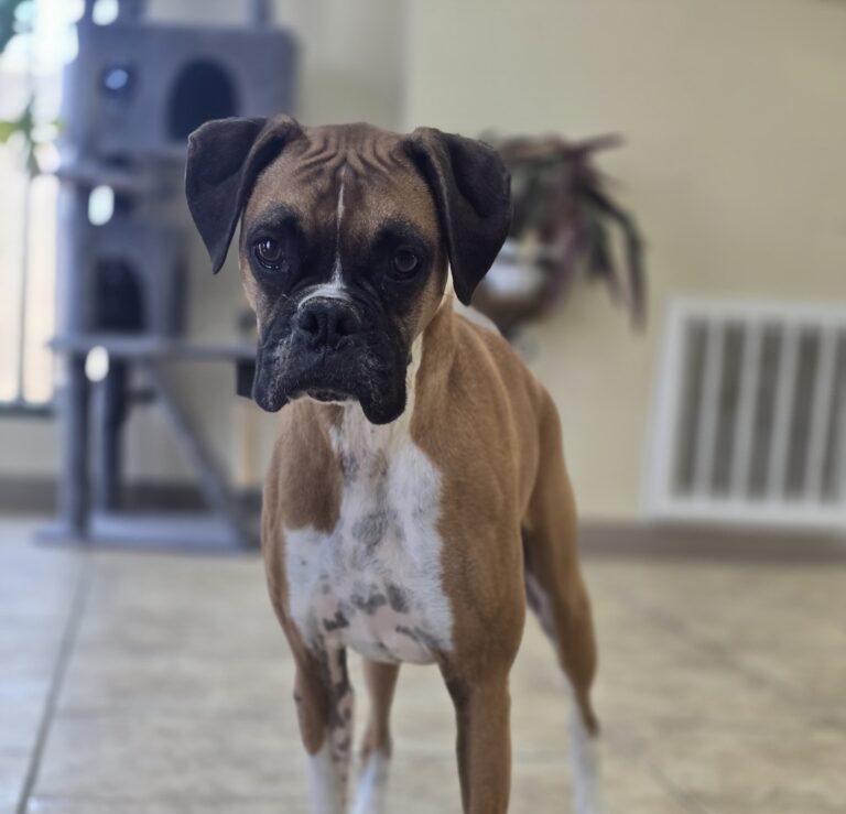 Rayne | Boxer | Bakersfield, CA
