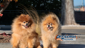 Dog Myths: Uncovering the Truth About Common Dog Myths