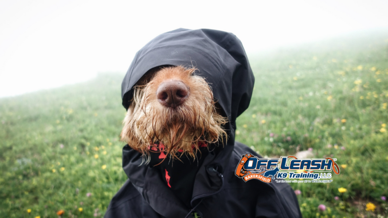 Dog Myths: Uncovering the Truth About Common Dog Myths
