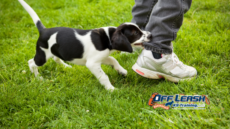 Puppy Biting Help Bakersfield | Stop Puppy Biting Behavior Fast