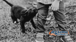 Puppy Biting Help Bakersfield | Stop Puppy Biting Behavior Fast