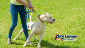 Leash Pulling Problems: Bakersfield Dog Trainer for Leash Pulling Problems