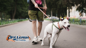 Leash Pulling Problems: Bakersfield Dog Trainer for Leash Pulling Problems