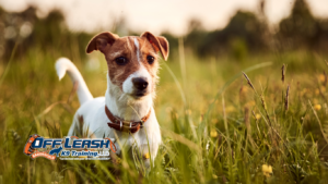 Puppy Won’t Listen Outside? Here’s Why