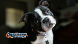 Puppy Won’t Listen Outside? Here’s Why