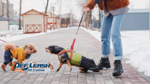 Dog Attacks: Why Dogs Attack Other Dogs and How Training Helps