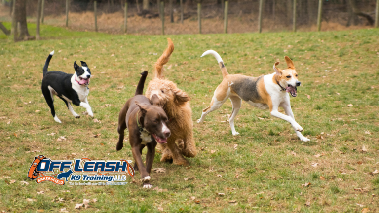 Dog Attacks: Why Dogs Attack Other Dogs and How Training Helps