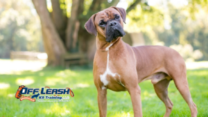 Stop Listening: Why Dogs Suddenly Stop Listening