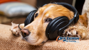 Stop Listening: Why Dogs Suddenly Stop Listening