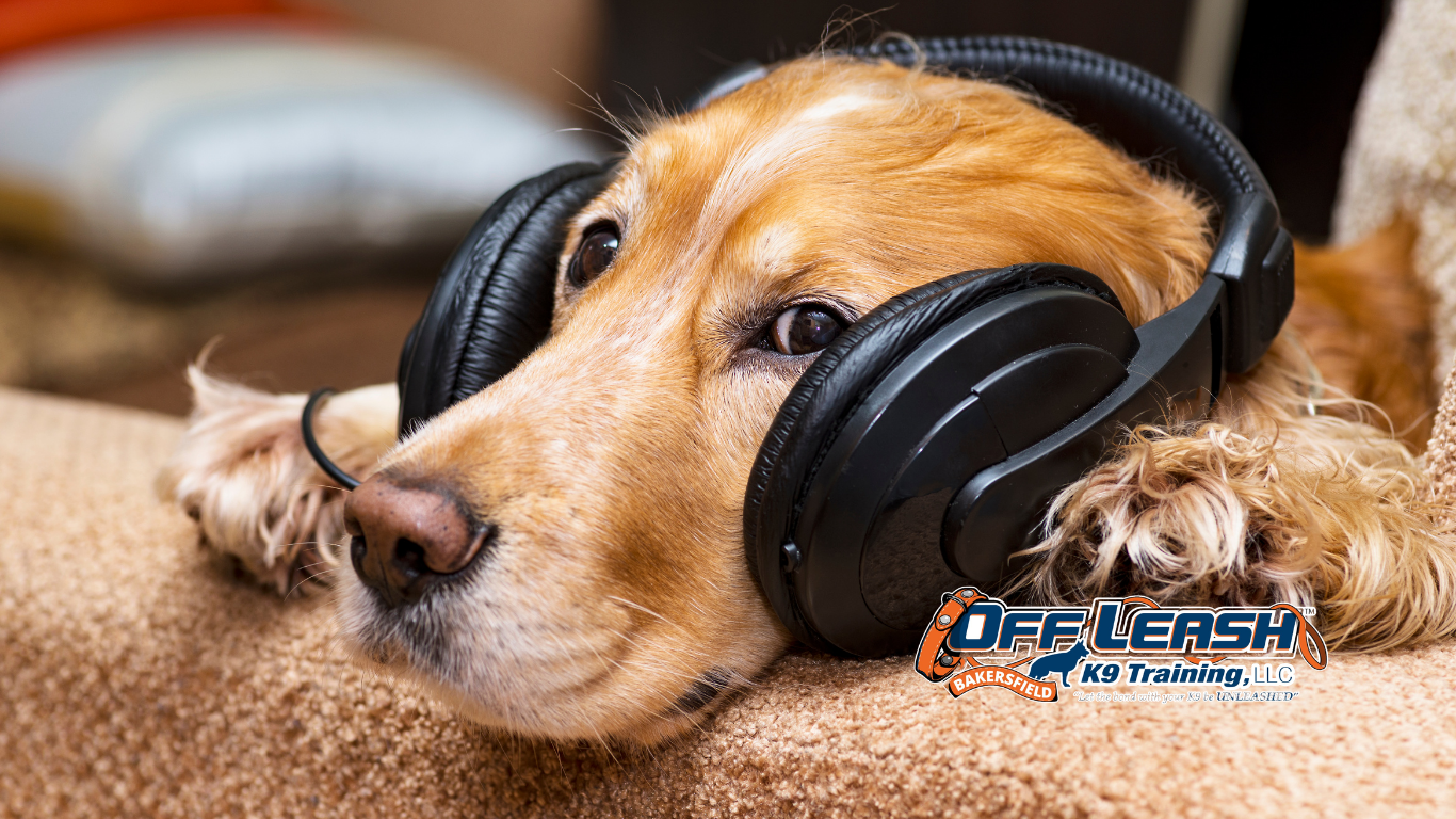Stop Listening: Why Dogs Suddenly Stop Listening