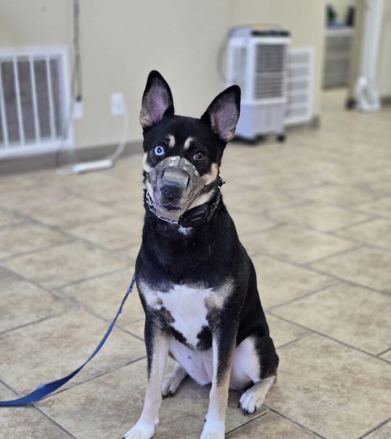 Hinata | GSD/Husky Mix | Bakersfield, Ca
