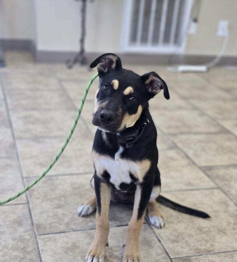 Chase | German Shepherd Mix | Bakersfield, CA