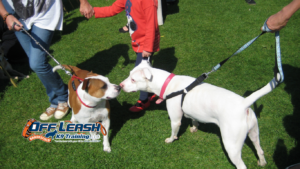 Pull Harder: Why Dogs Pull Harder Around Other Dogs
