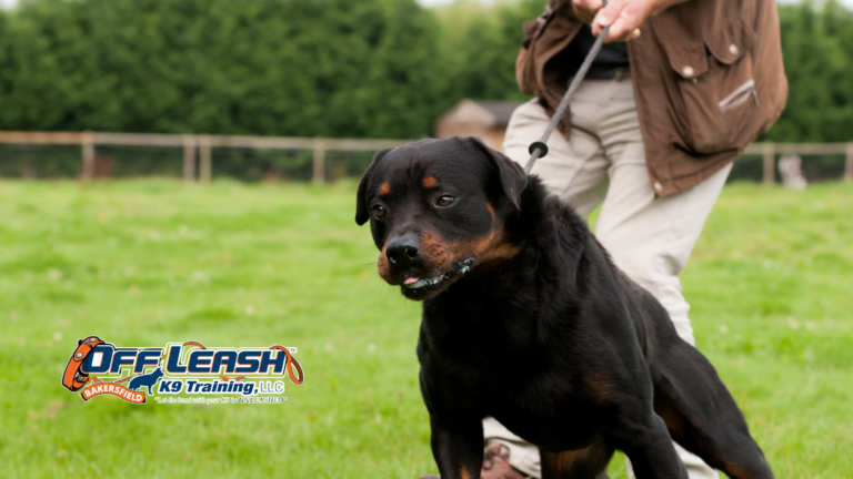 Pull Harder: Why Dogs Pull Harder Around Other Dogs