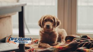 Building Confidence From Your Puppy’s First Week Home