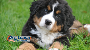 React at Apartment Complexes: Why Dogs React at Apartment Complexes
