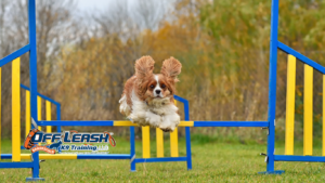 Playground Noise: Training Dogs Around Playground Noise