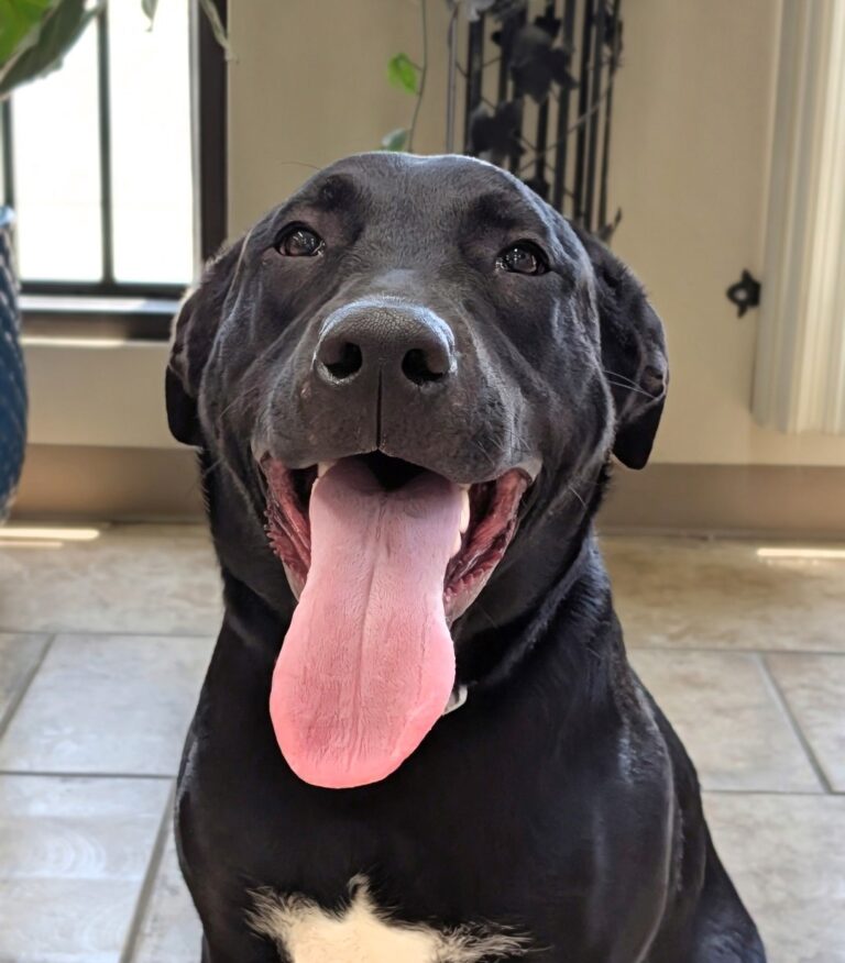 Piper | Lab mix | Bakersfield, CA