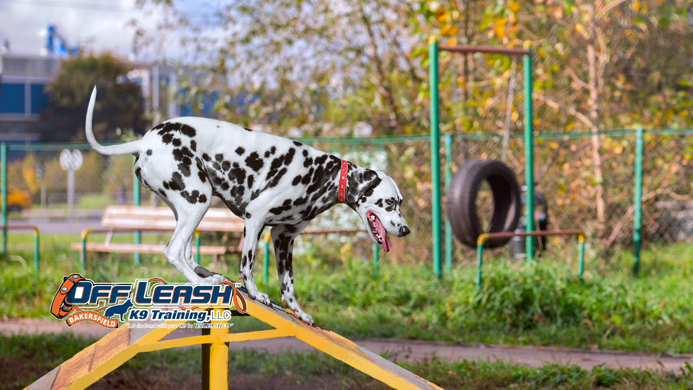 Boundaries: Why Dogs Need Boundaries
