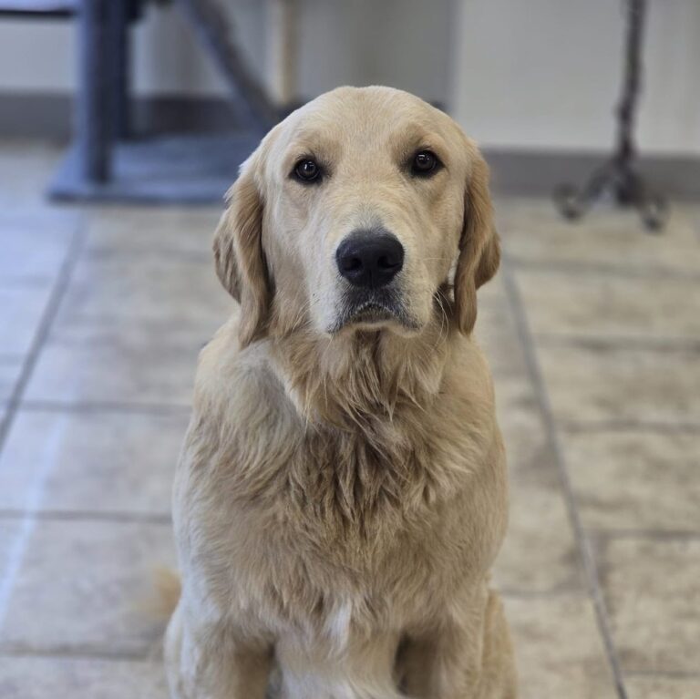 Clover | Golden Retriever | Bakersfield, Ca