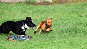 Better Self-Control: Why Dogs Need Better Self-Control