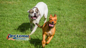 Better Self-Control: Why Dogs Need Better Self-Control