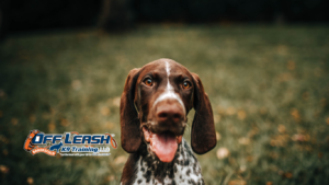 Lose Focus: Why Dogs Lose Focus Around Smells